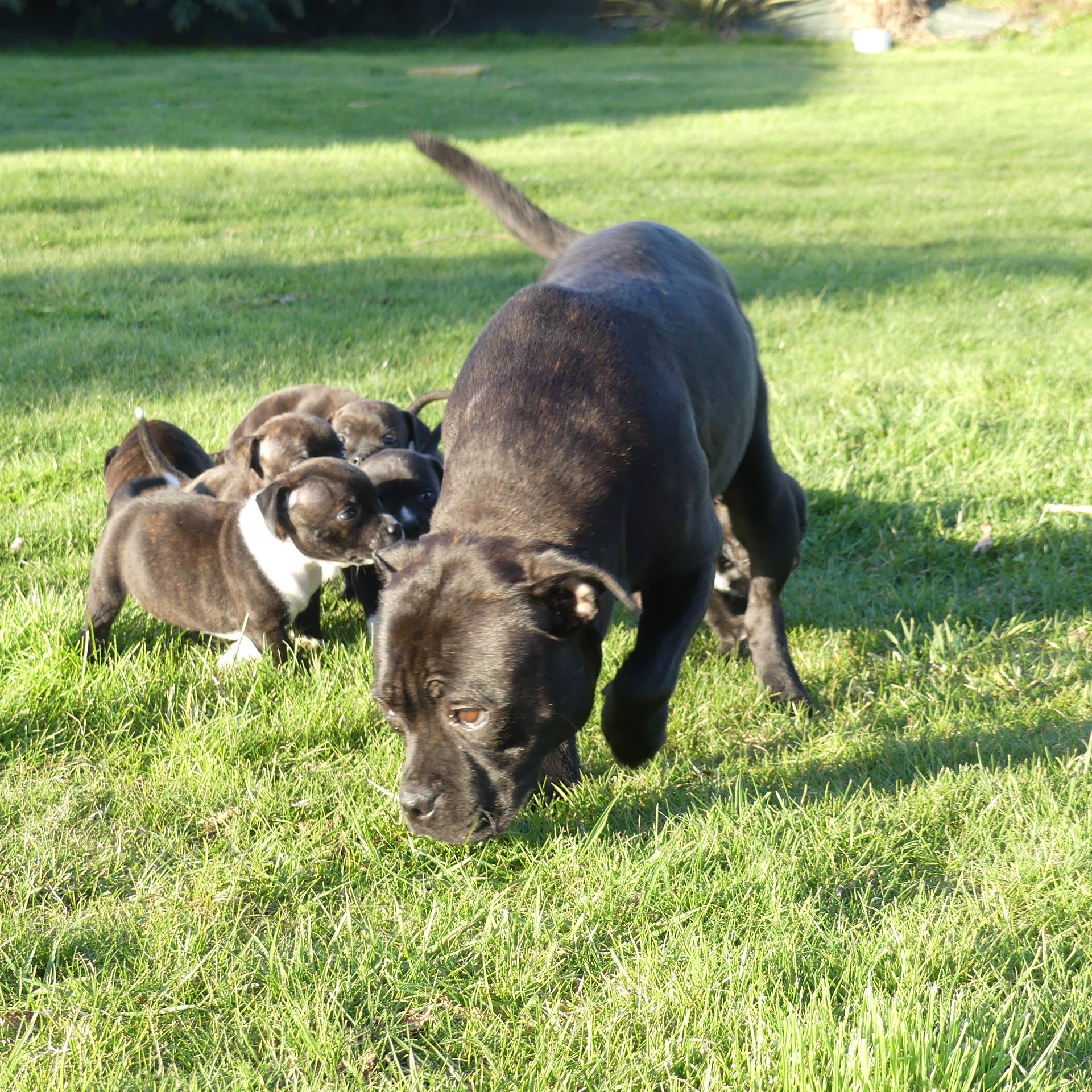 Les Staffordshire Bull Terrier de l'affixe Land van mechelaar