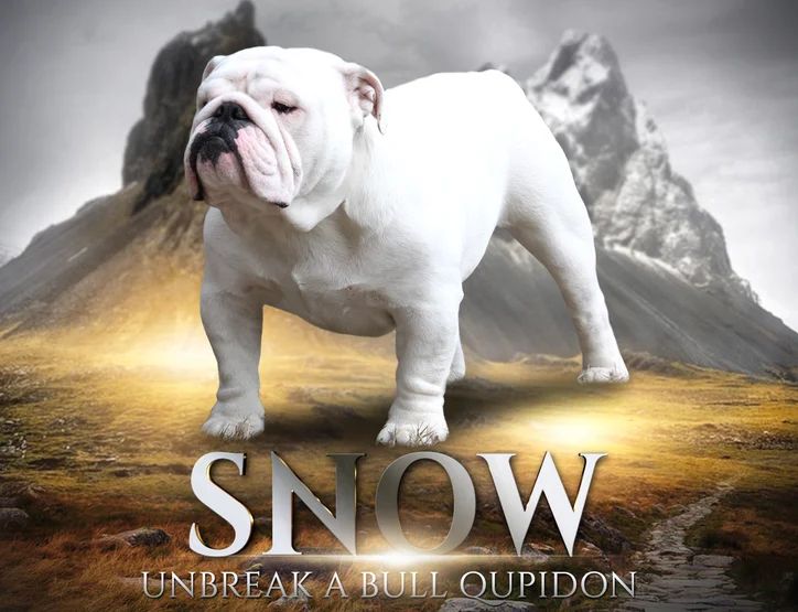 Unbreak-A-Bull Qupidon aka snow