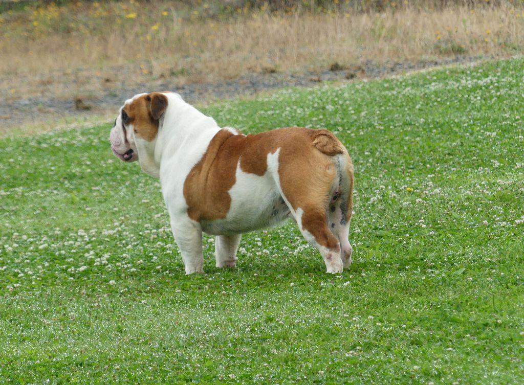 Ugolin Land van mechelaar