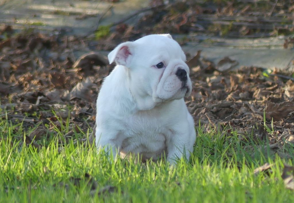 Land van mechelaar - Chiot disponible  - Bulldog Anglais