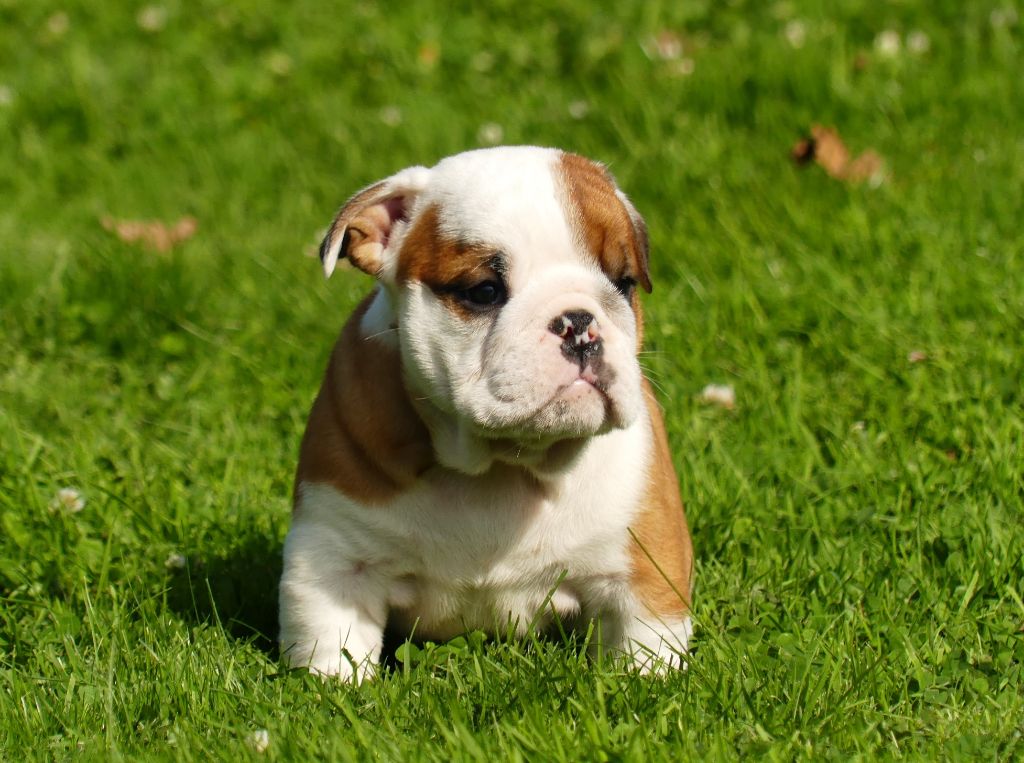 Land van mechelaar - Chiot disponible  - Bulldog Anglais