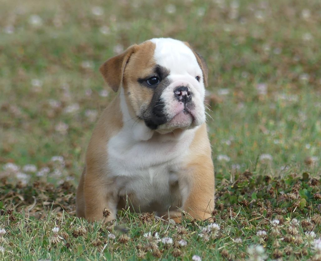 Land van mechelaar - Chiot disponible  - Bulldog Anglais