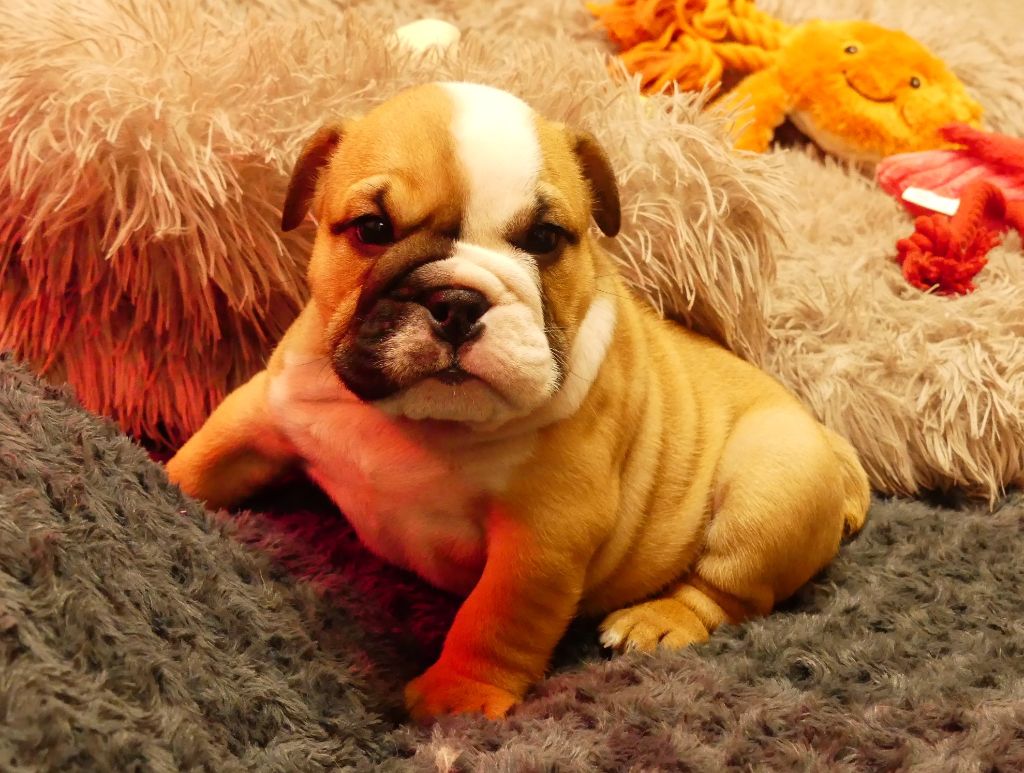 Land van mechelaar - Chiot disponible  - Bulldog Anglais