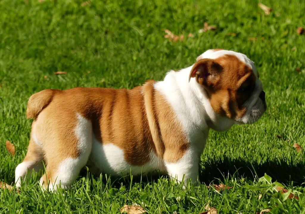 Land van mechelaar - Chiot disponible  - Bulldog Anglais