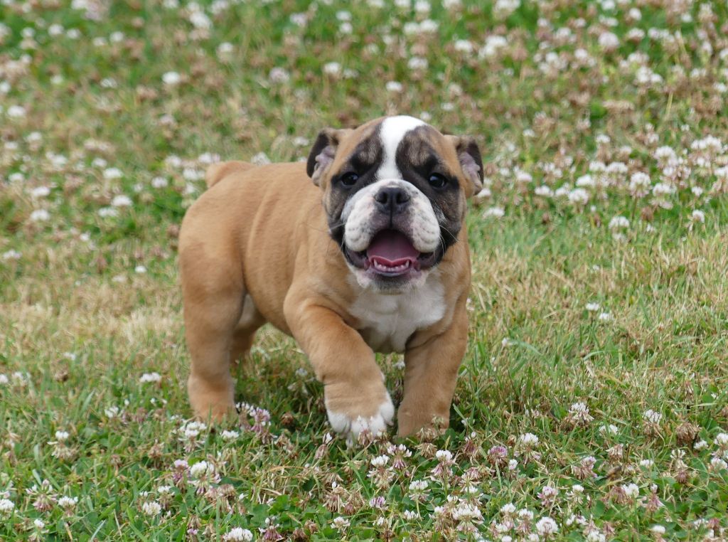 Land van mechelaar - Chiot disponible  - Bulldog Anglais