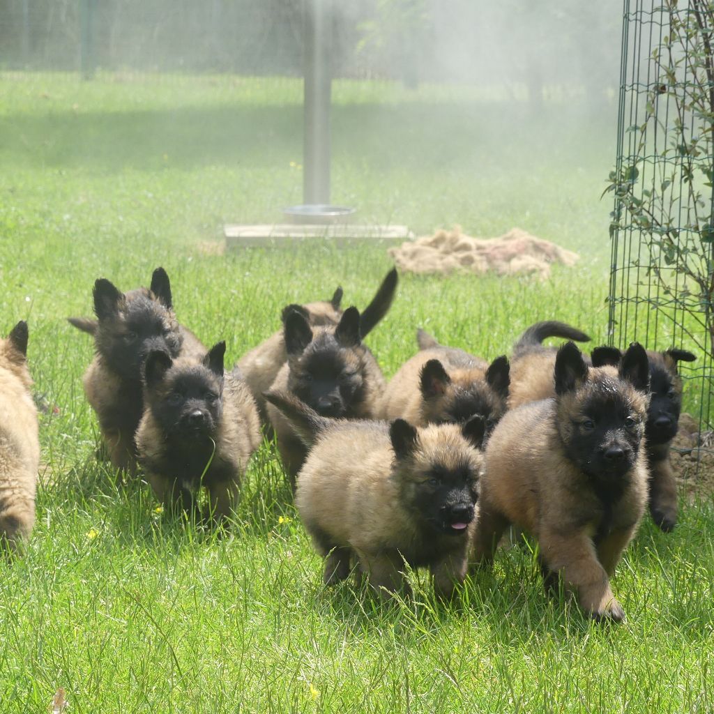 chiot Berger Belge Land van mechelaar