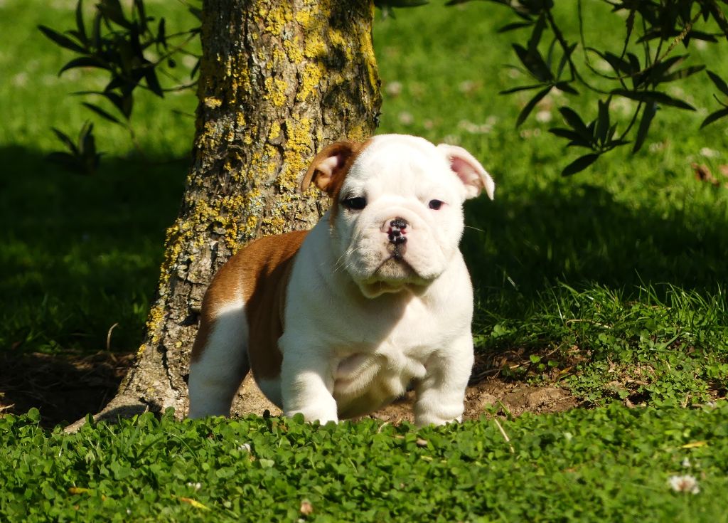 Land van mechelaar - Chiot disponible  - Bulldog Anglais