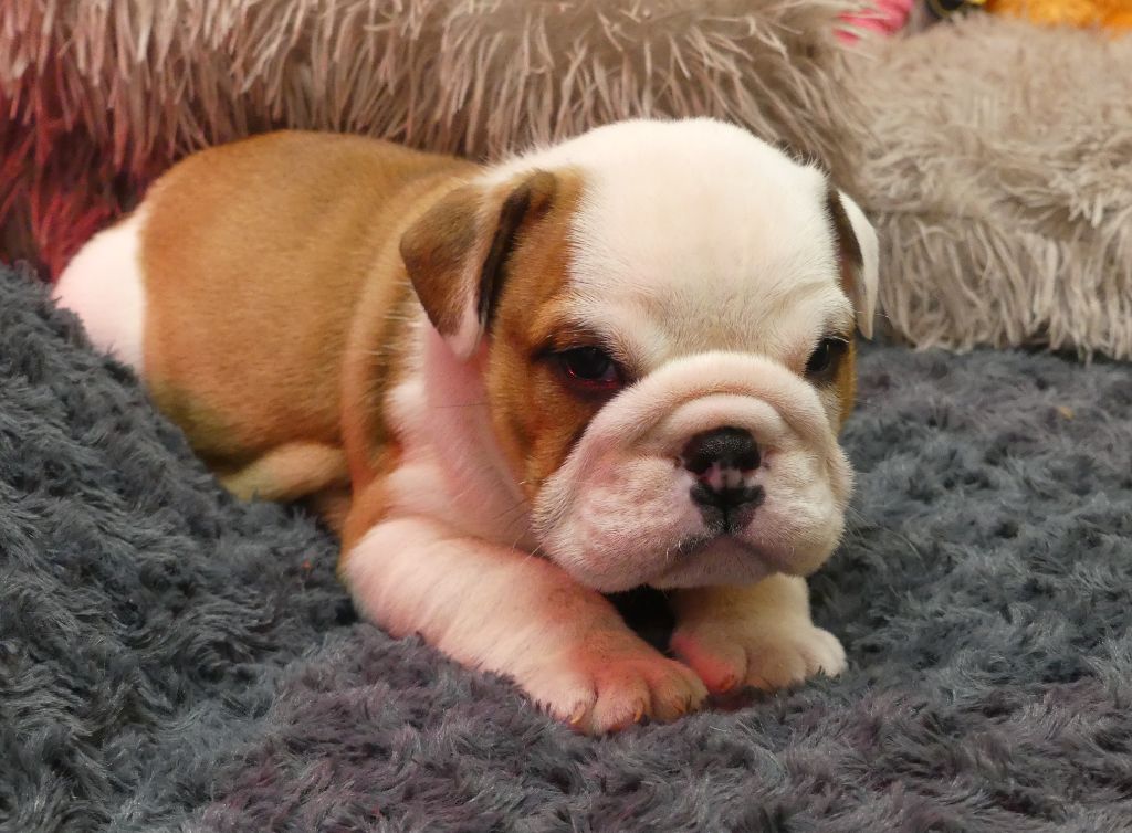 Land van mechelaar - Chiot disponible  - Bulldog Anglais