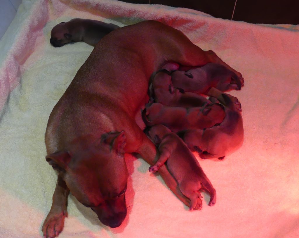 Land van mechelaar - Staffordshire Bull Terrier - Portée née le 26/09/2021