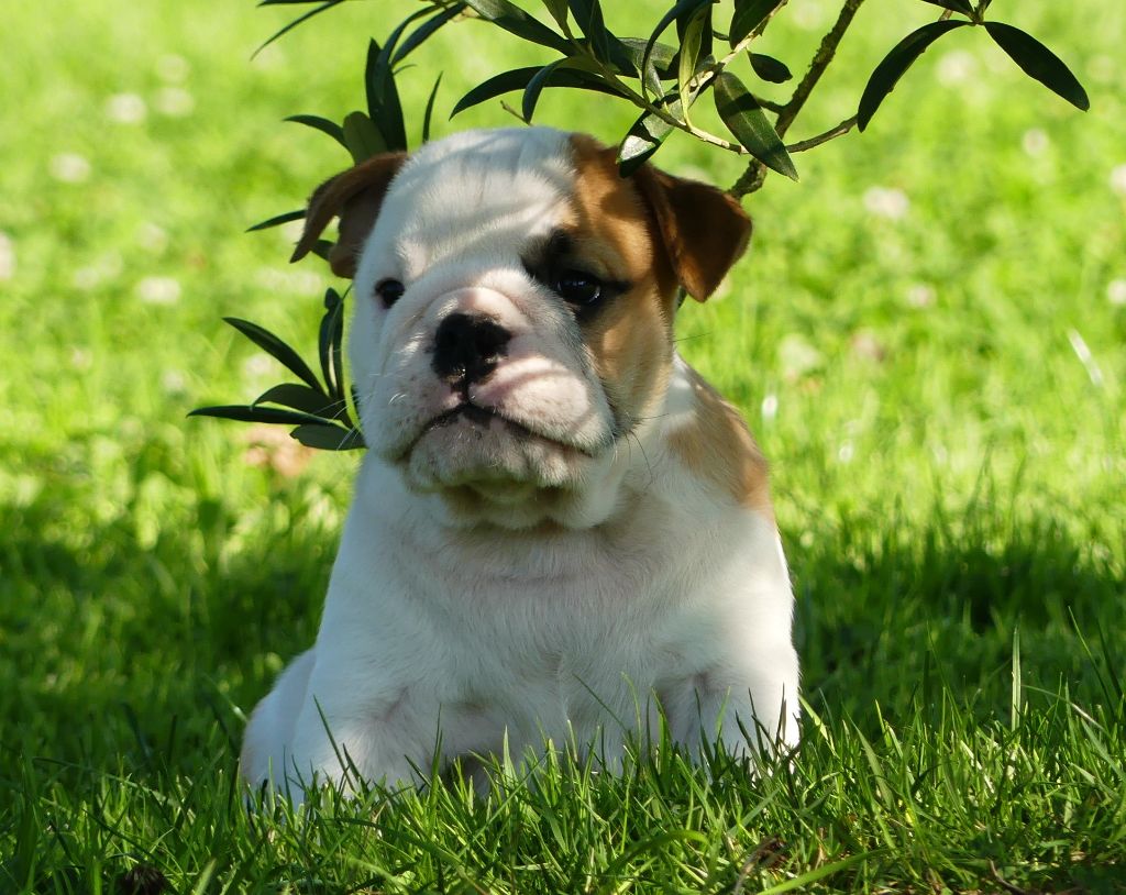 Land van mechelaar - Chiot disponible  - Bulldog Anglais