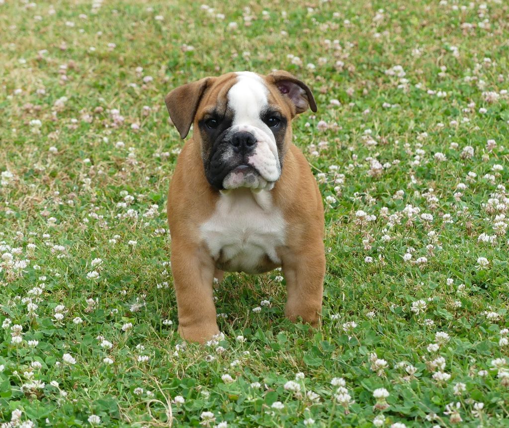 Land van mechelaar - Chiot disponible  - Bulldog Anglais