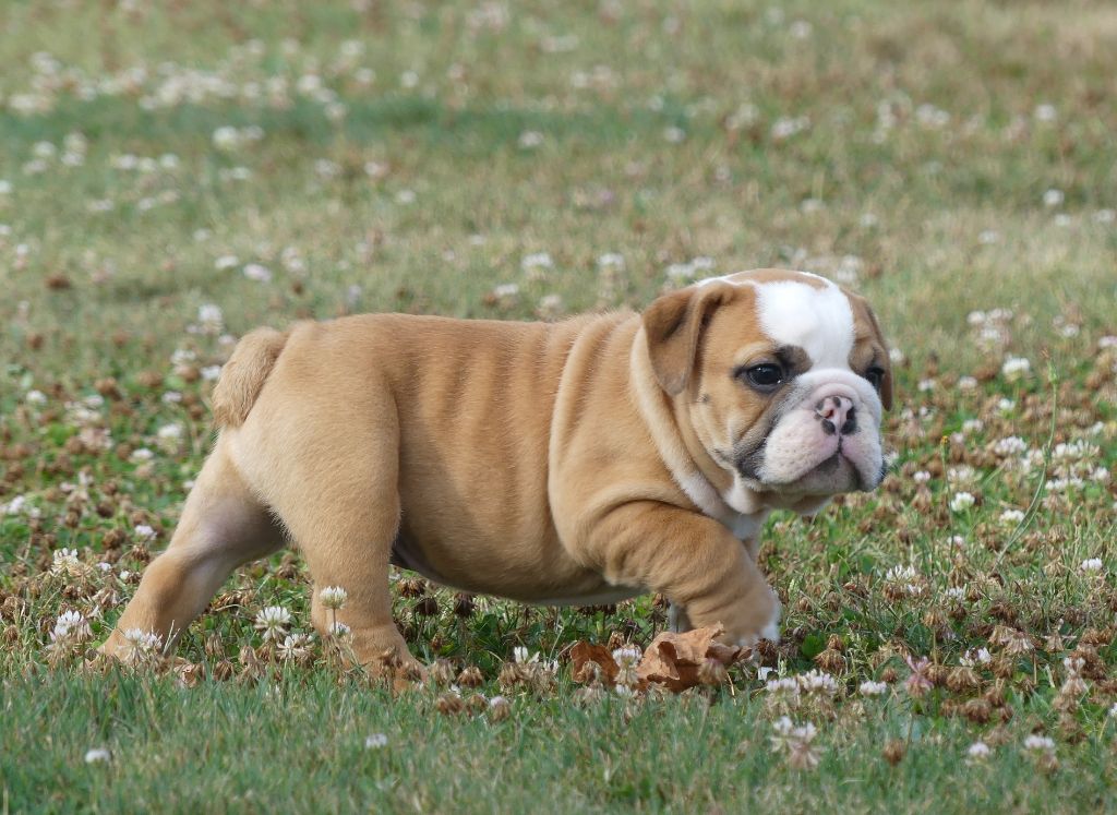 Land van mechelaar - Chiot disponible  - Bulldog Anglais