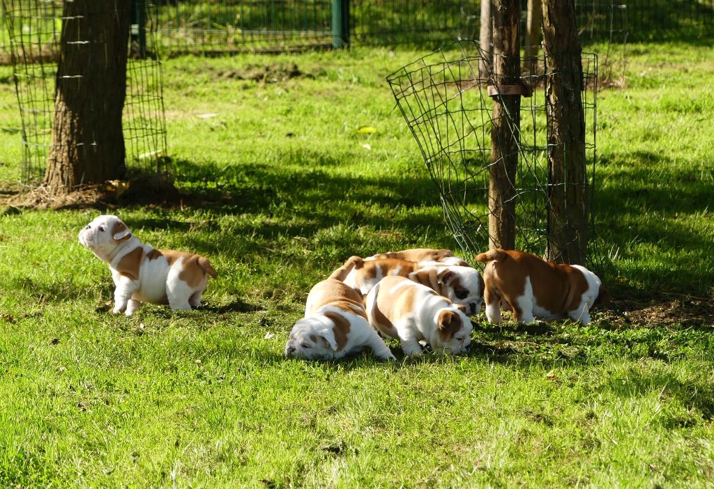 chiot Bulldog Anglais Land van mechelaar