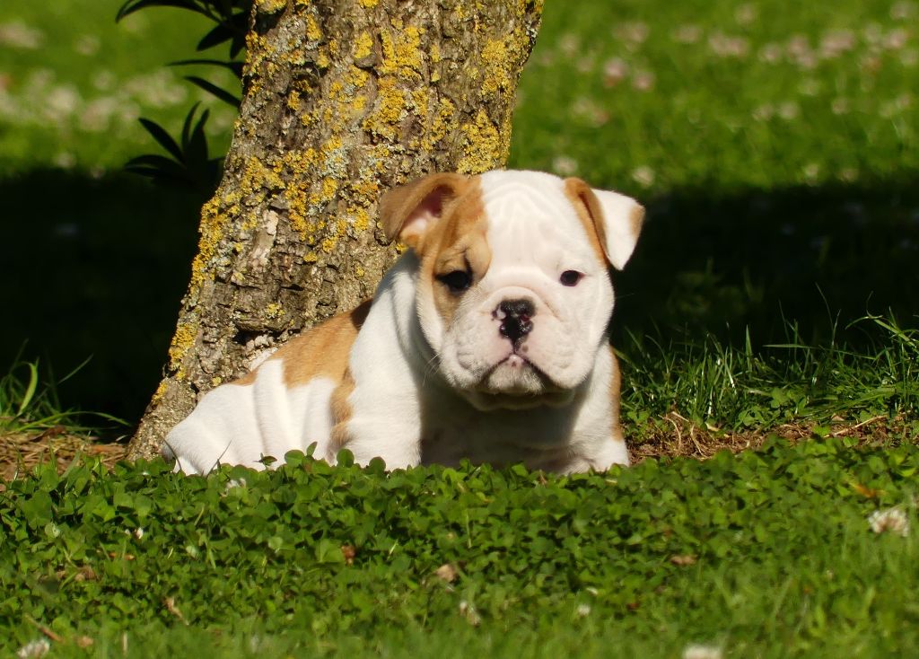 Land van mechelaar - Chiot disponible  - Bulldog Anglais