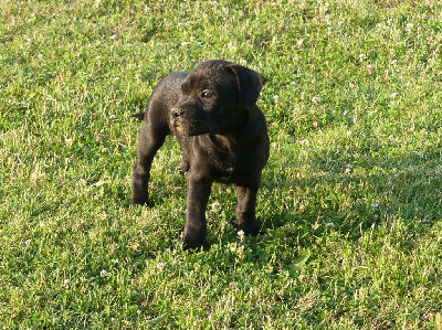 Land van mechelaar - Staffordshire Bull Terrier - Portée née le 02/05/2023
