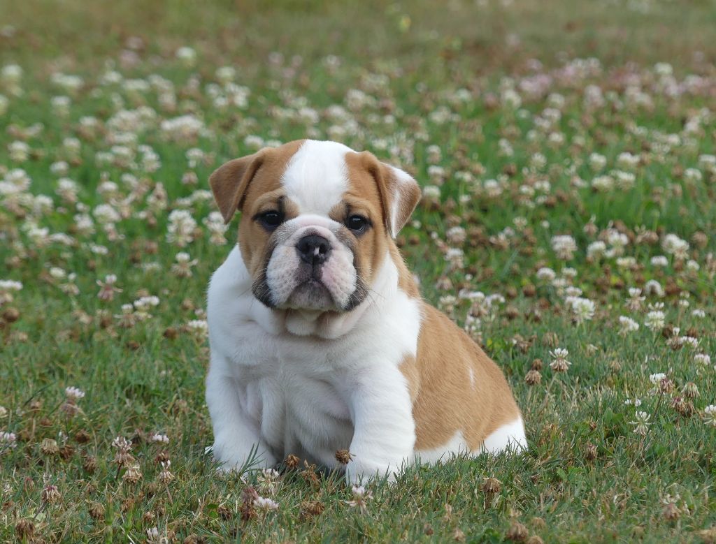 Land van mechelaar - Chiot disponible  - Bulldog Anglais