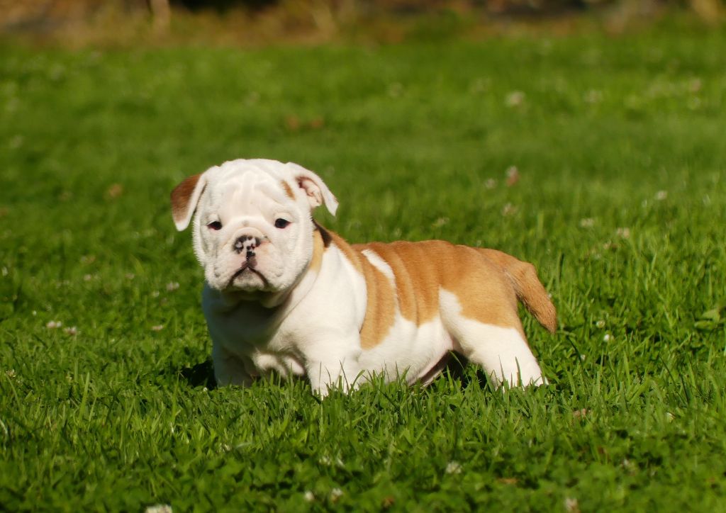 Land van mechelaar - Chiot disponible  - Bulldog Anglais