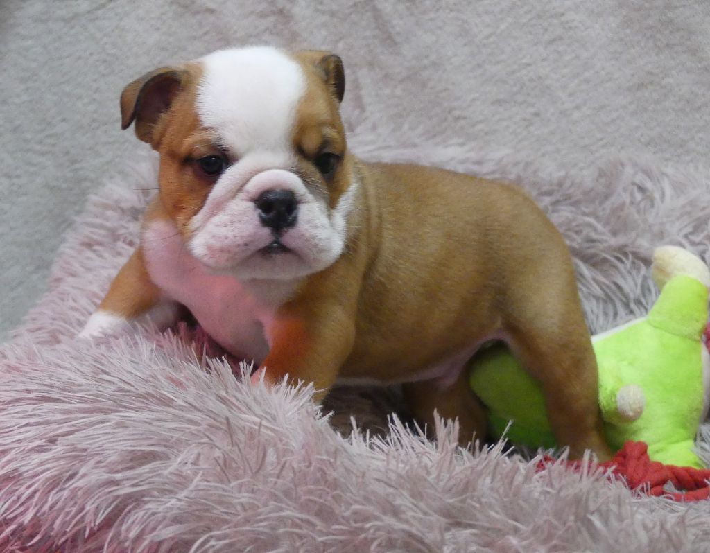 Land van mechelaar - Chiot disponible  - Bulldog Anglais