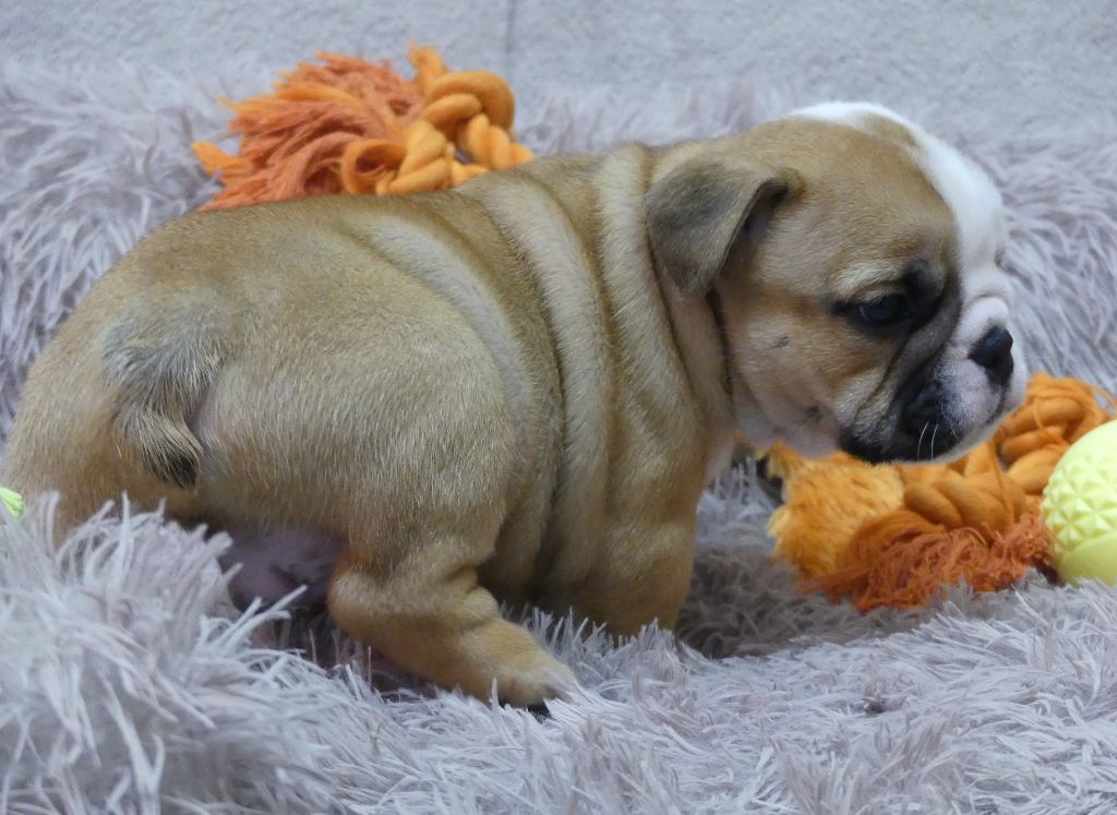 Land van mechelaar - Chiot disponible  - Bulldog Anglais