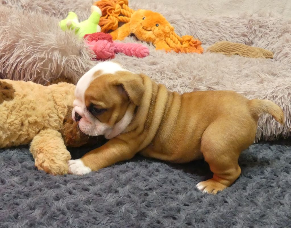 Land van mechelaar - Chiot disponible  - Bulldog Anglais