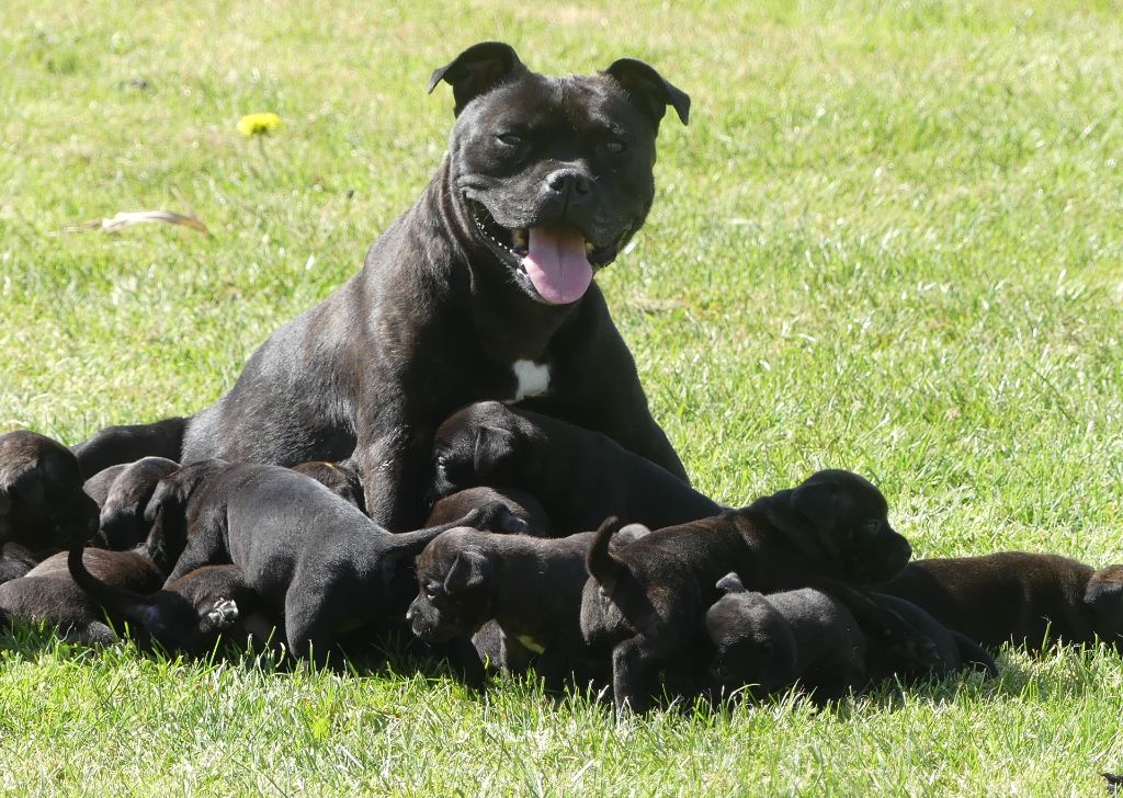 Land van mechelaar - Staffordshire Bull Terrier - Portée née le 11/03/2021