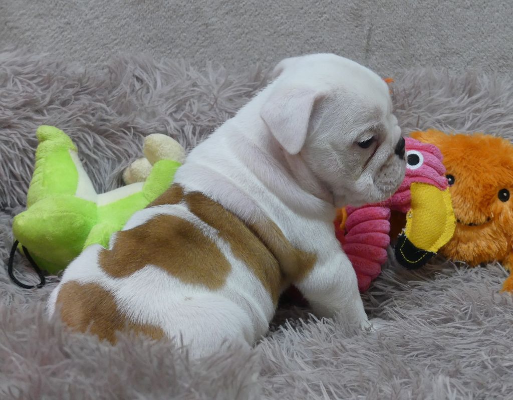 Land van mechelaar - Chiot disponible  - Bulldog Anglais