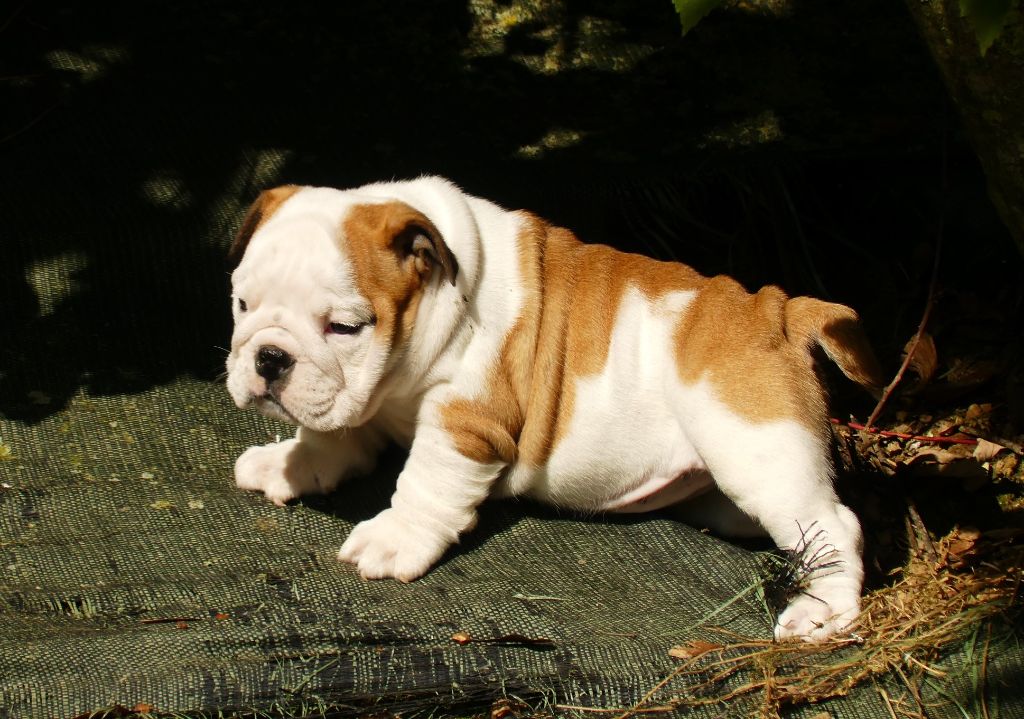 Land van mechelaar - Chiot disponible  - Bulldog Anglais