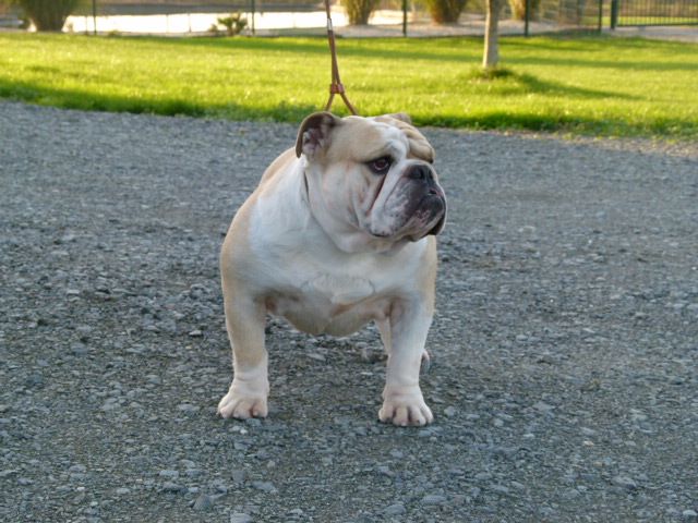 Mybull Kachou