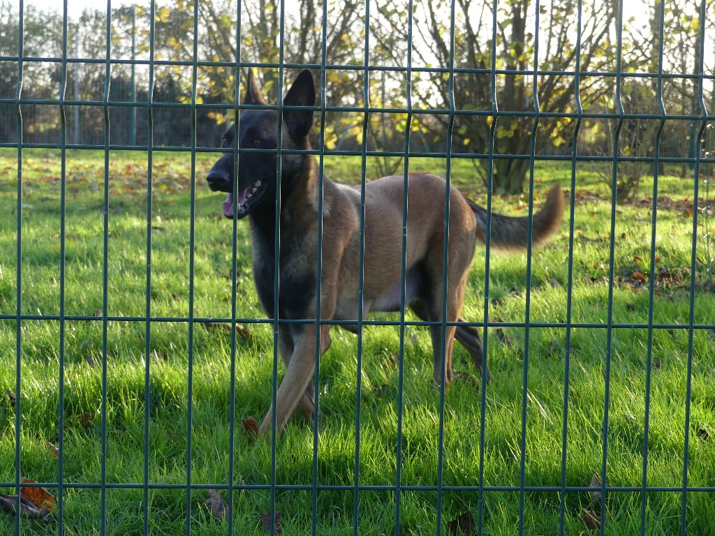 Roxy Land van mechelaar