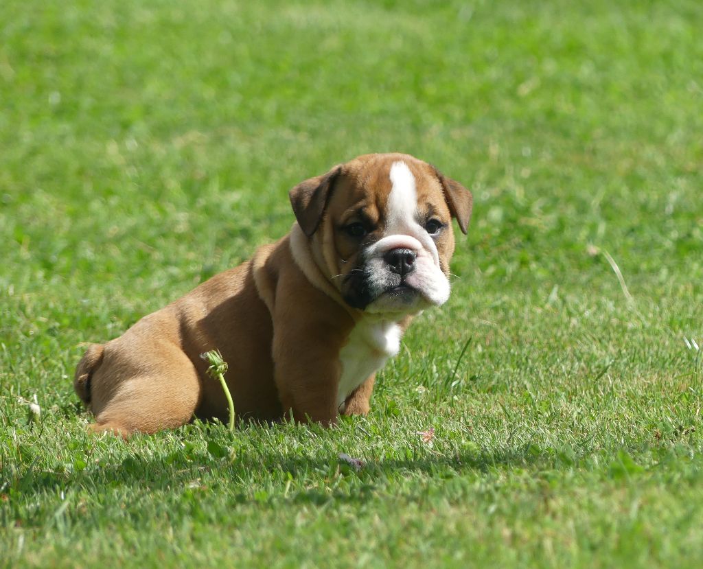 Land van mechelaar - Chiots disponibles - Bulldog Anglais