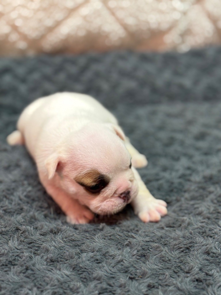 Land van mechelaar - Chiots disponibles - Bulldog Anglais