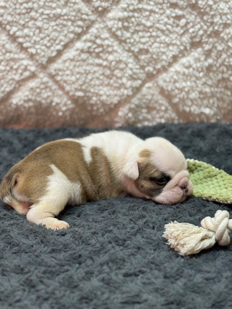 Land van mechelaar - Chiots disponibles - Bulldog Anglais