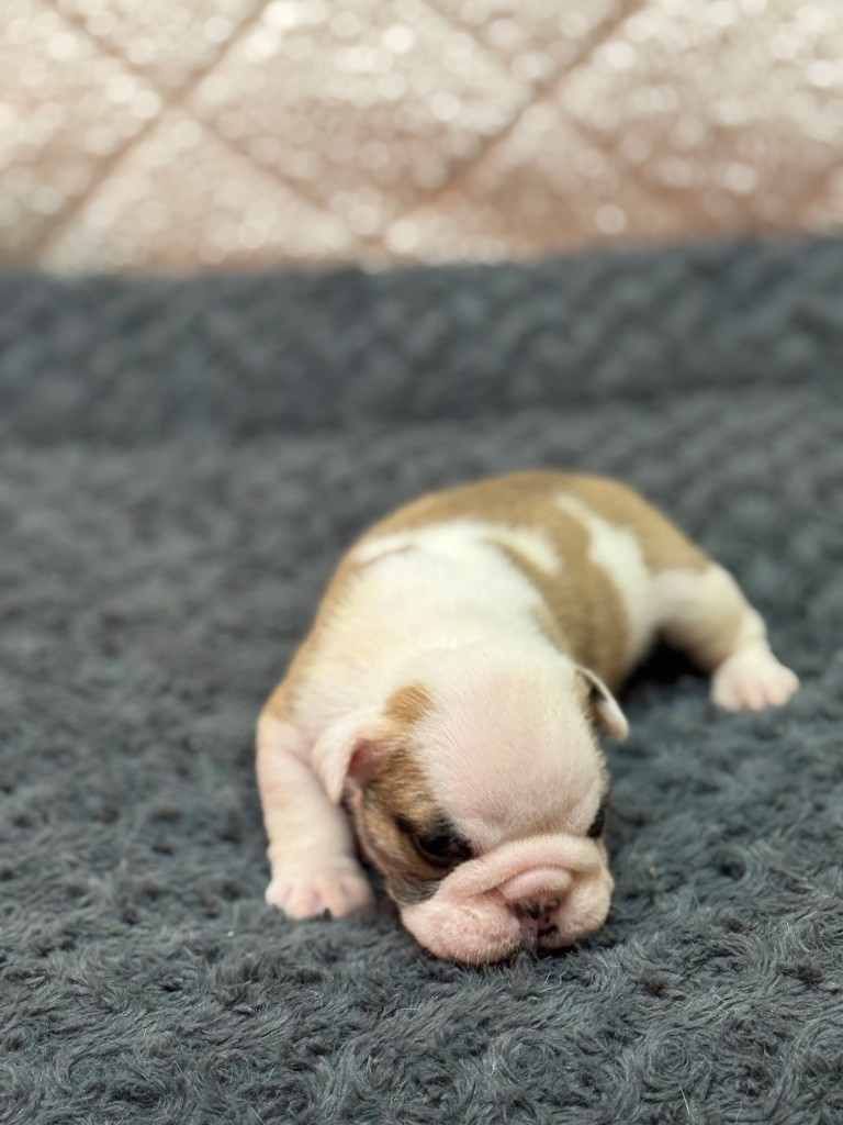 Land van mechelaar - Chiots disponibles - Bulldog Anglais