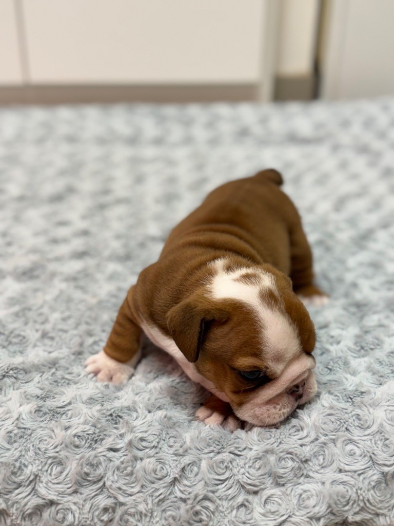 Land van mechelaar - Chiots disponibles - Bulldog Anglais