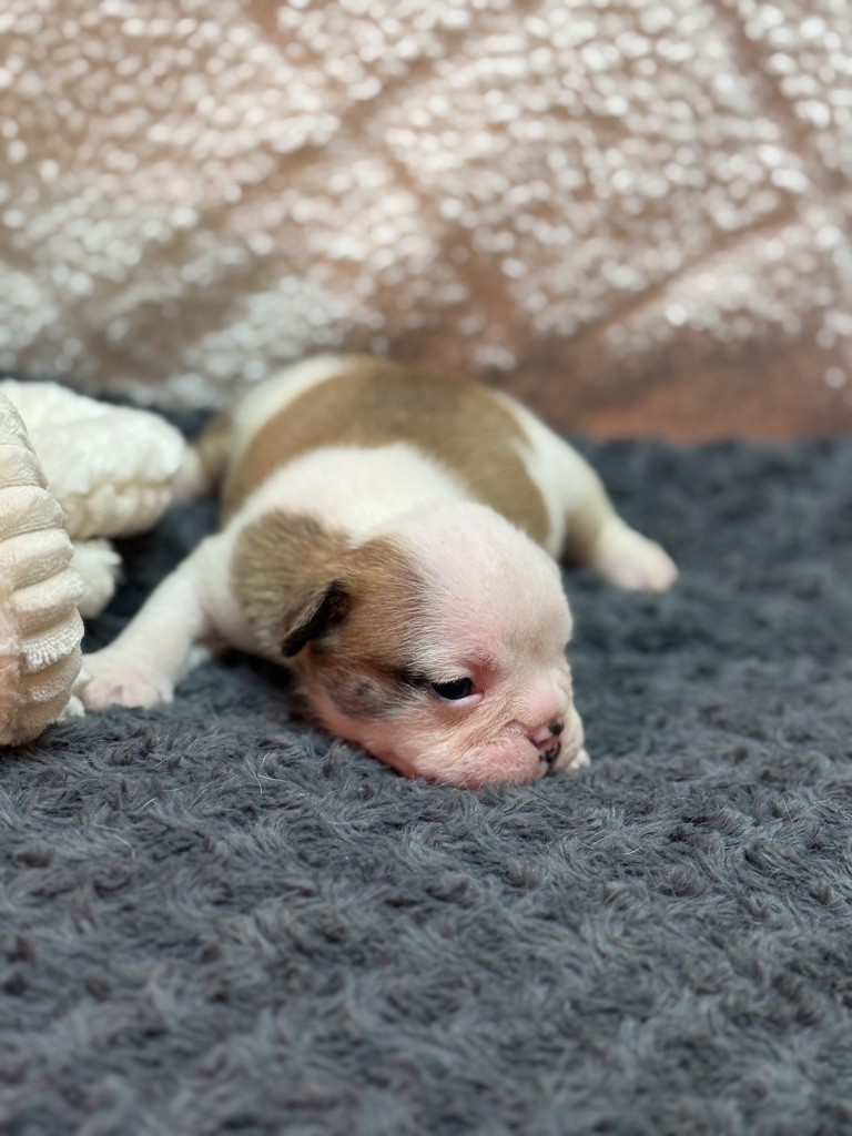 Land van mechelaar - Chiots disponibles - Bulldog Anglais