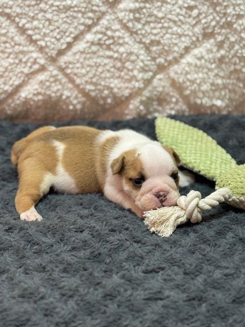 Land van mechelaar - Chiots disponibles - Bulldog Anglais