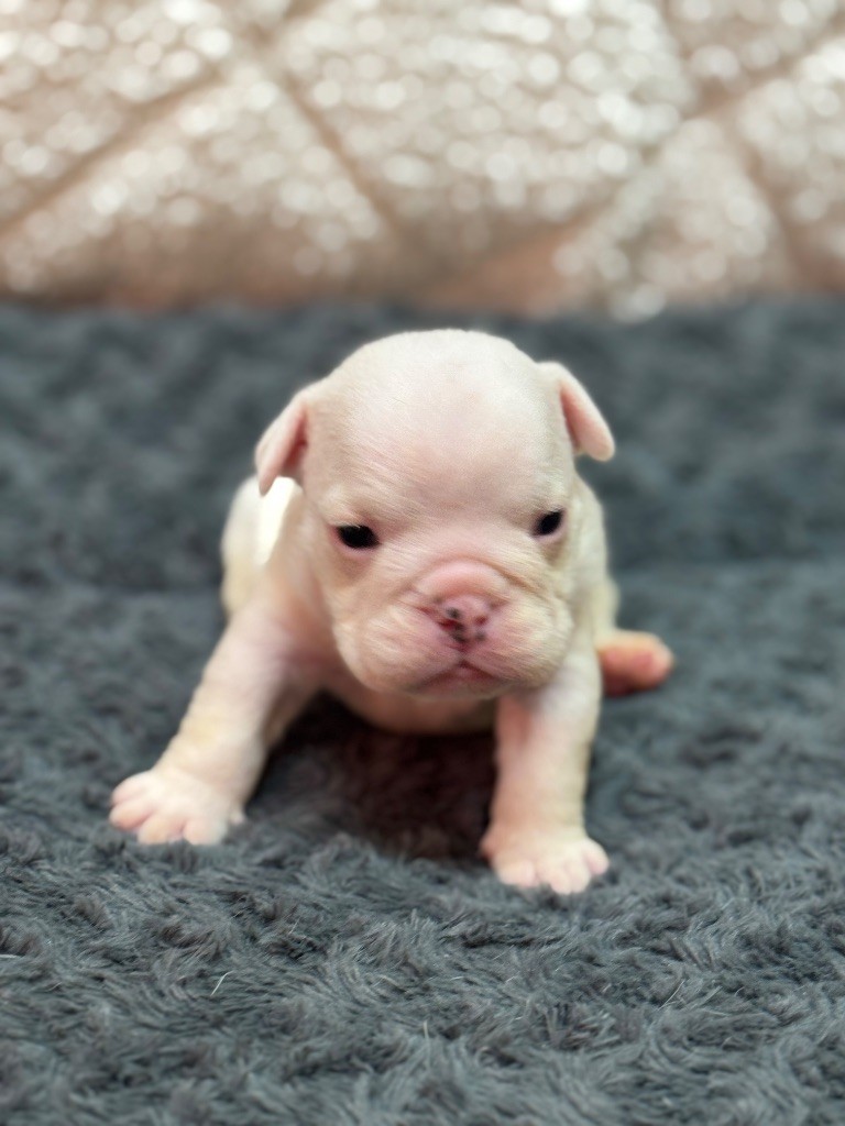 Land van mechelaar - Chiots disponibles - Bulldog Anglais