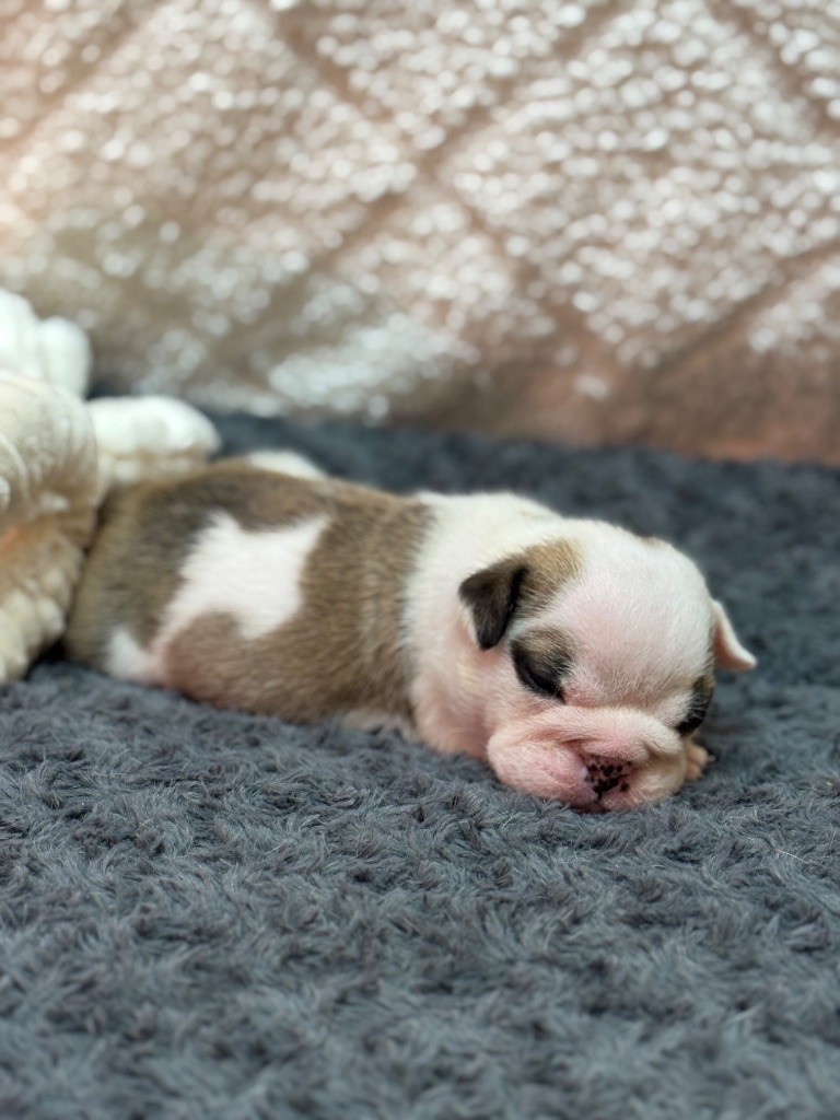 Land van mechelaar - Chiots disponibles - Bulldog Anglais