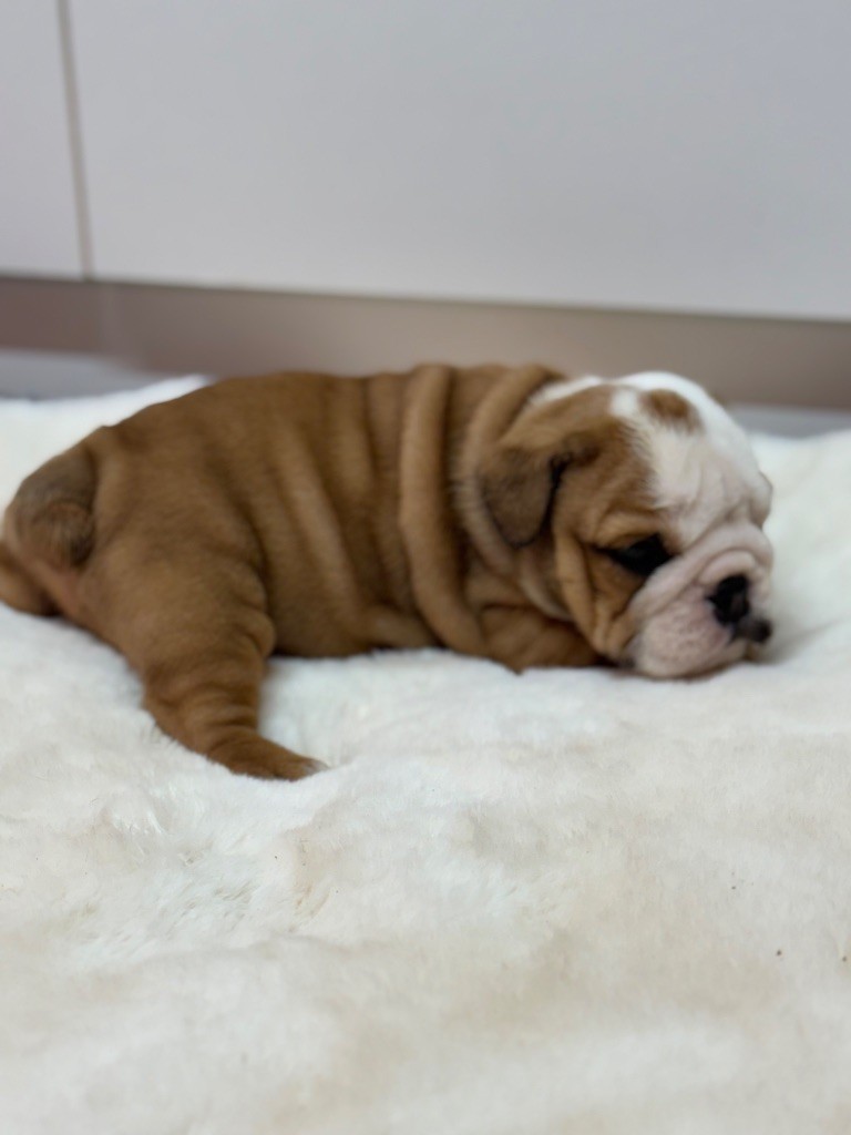 Land van mechelaar - Chiots disponibles - Bulldog Anglais