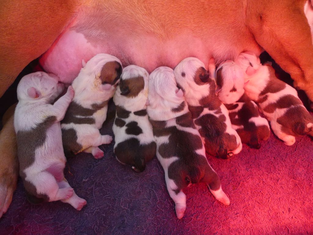 Chiot Bulldog Anglais Land van mechelaar