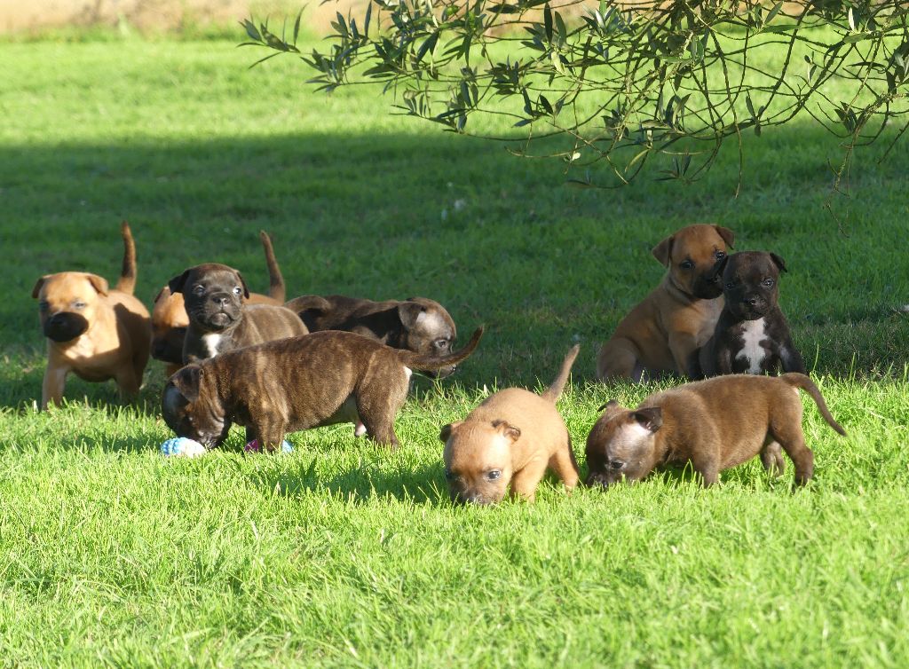 Chiot Staffordshire Bull Terrier Land van mechelaar
