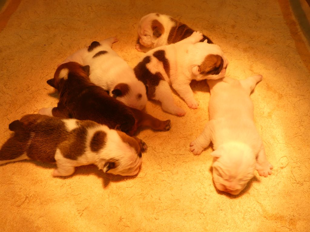 Chiot Bulldog Anglais Land van mechelaar