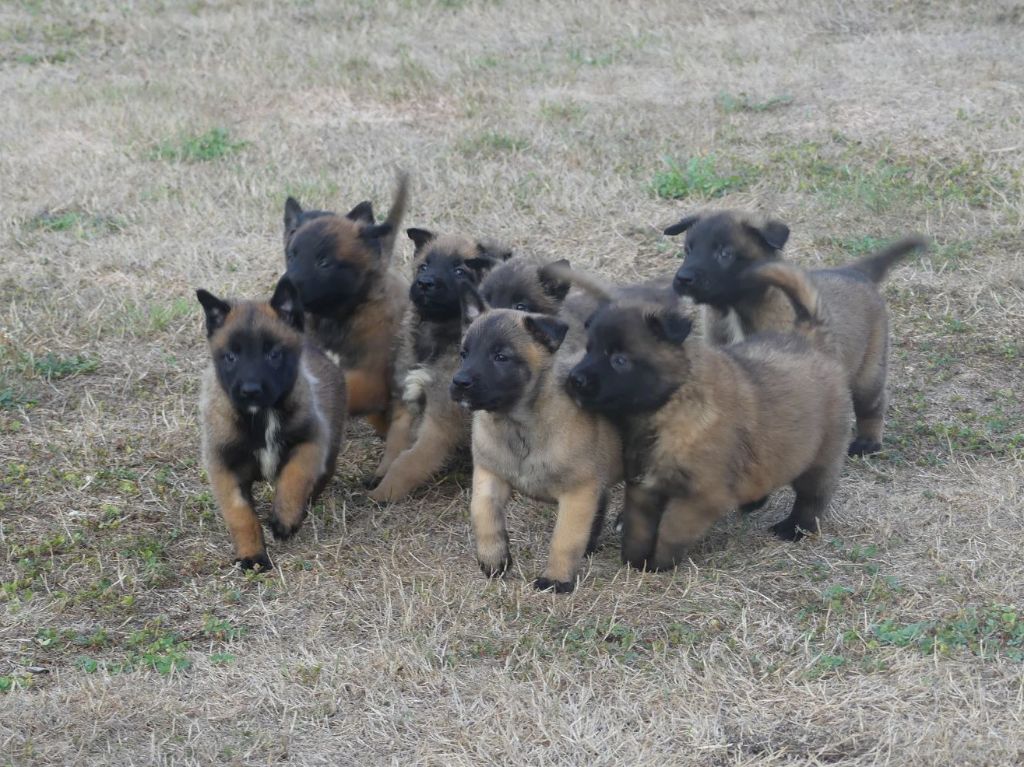 Chiot Berger Belge Land van mechelaar