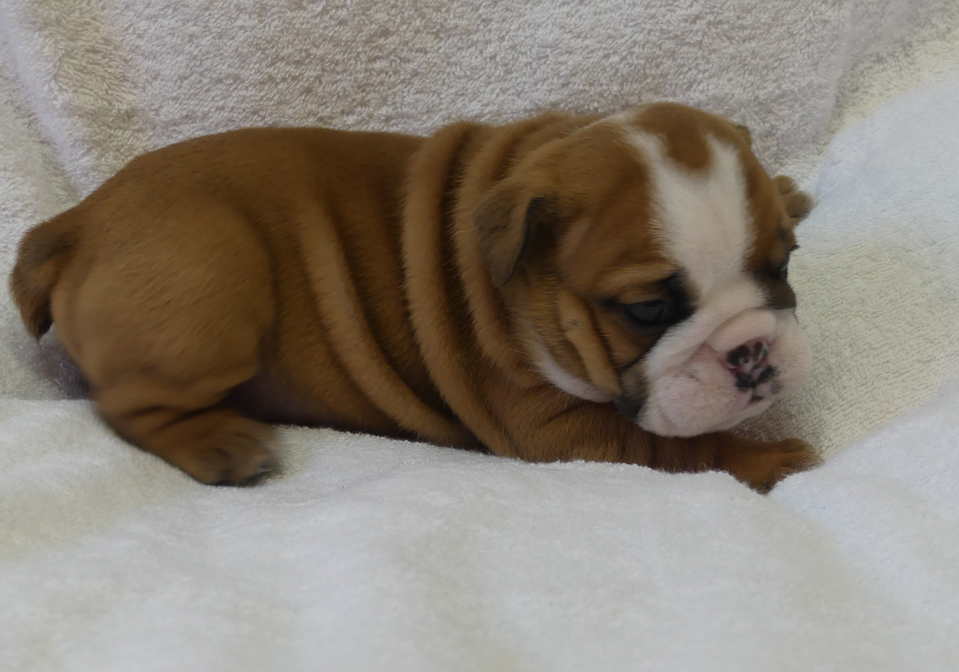 Land van mechelaar - Bulldog Anglais - Portée née le 09/03/2026