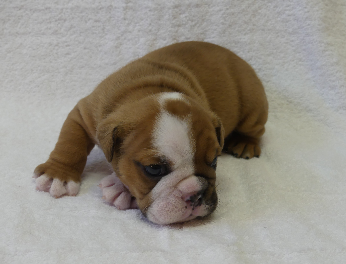 Land van mechelaar - Chiots disponibles - Bulldog Anglais