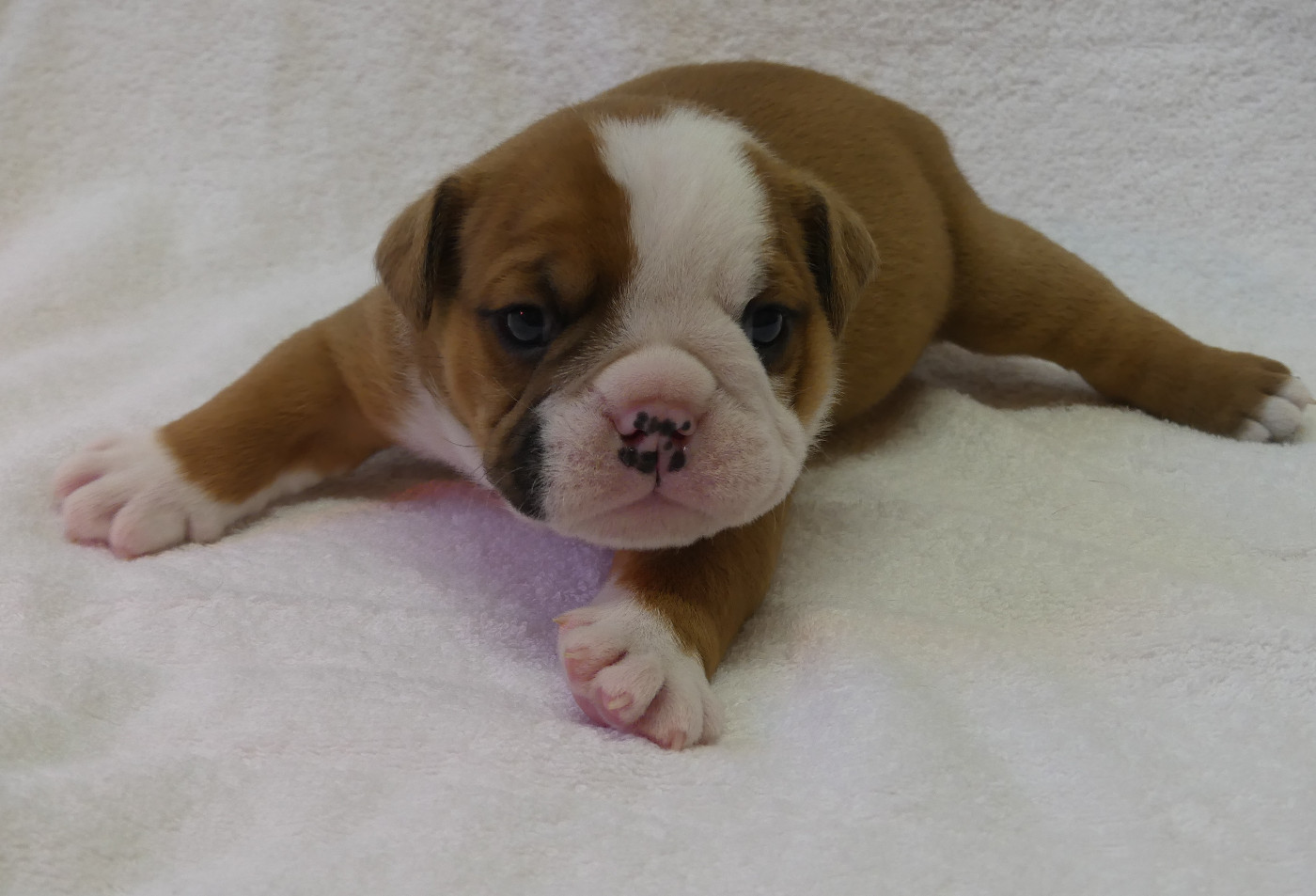 Land van mechelaar - Chiots disponibles - Bulldog Anglais