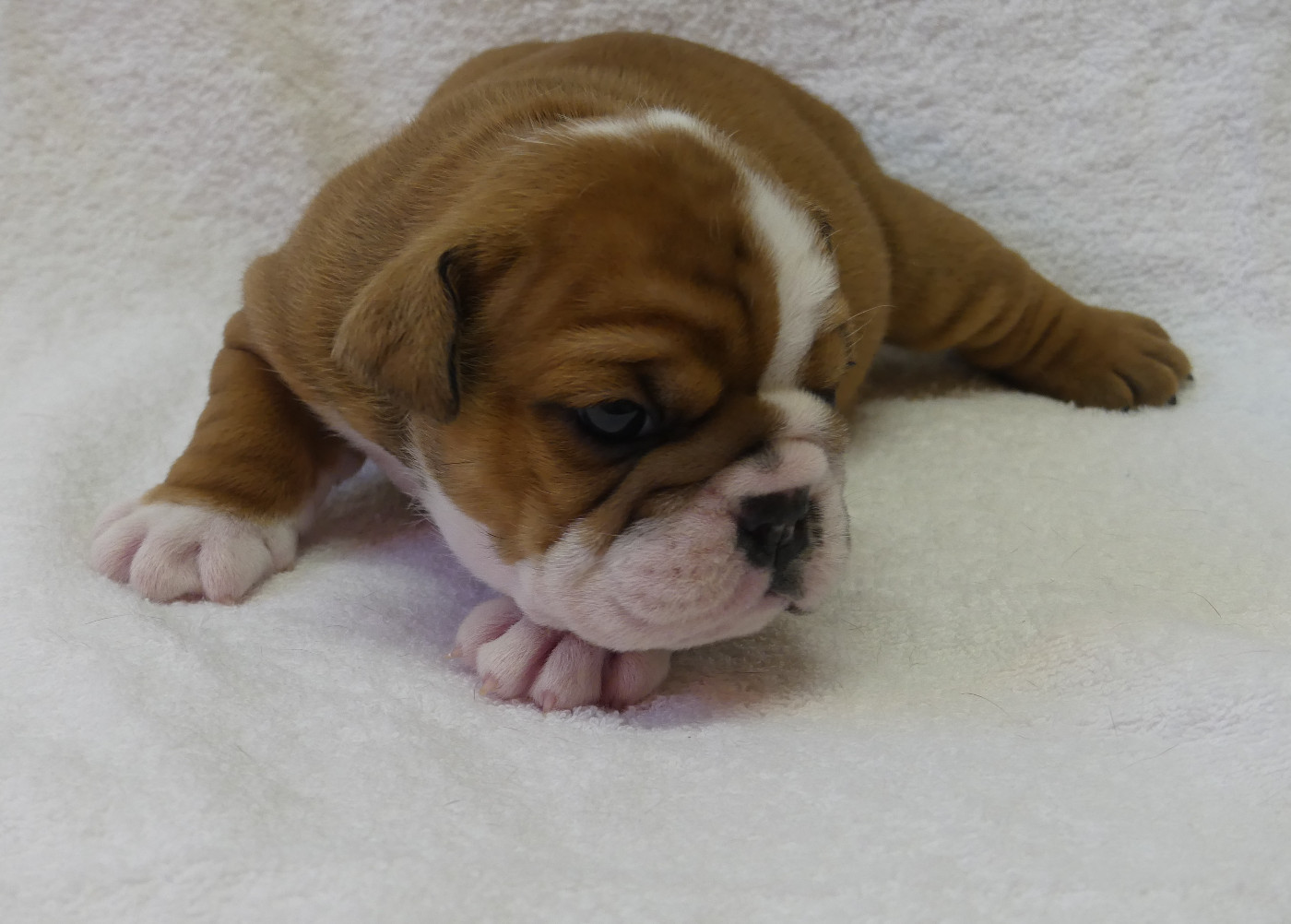 Land van mechelaar - Chiots disponibles - Bulldog Anglais