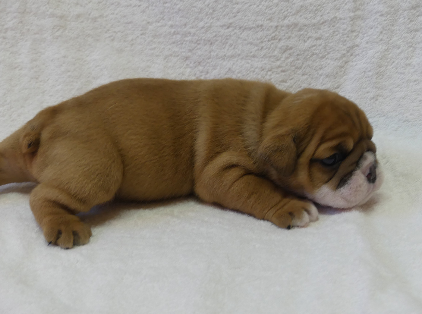 Land van mechelaar - Chiots disponibles - Bulldog Anglais
