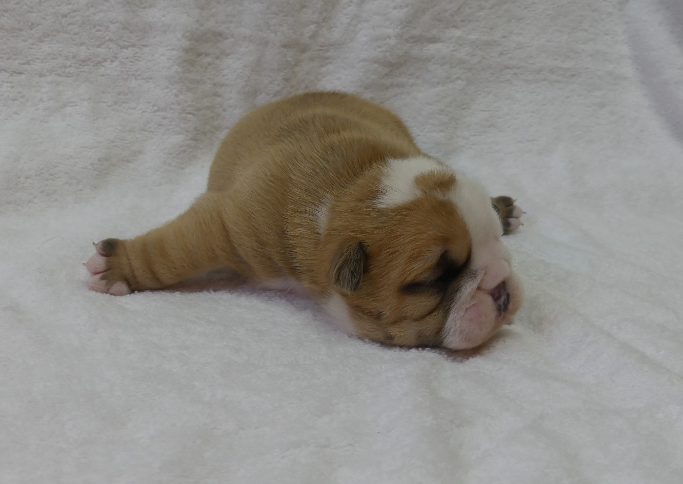 Land van mechelaar - Chiots disponibles - Bulldog Anglais