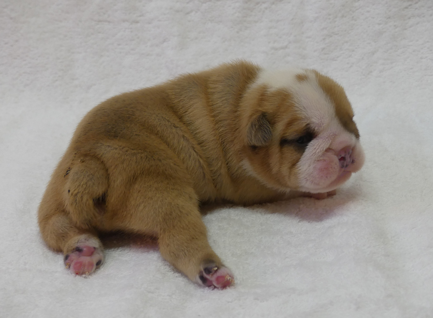 Land van mechelaar - Chiots disponibles - Bulldog Anglais